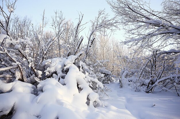 winter forest landscape covered with snow, december christmas nature white background