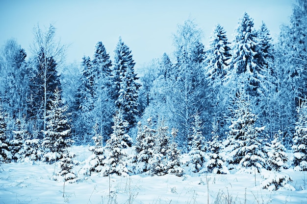 雪に覆われた冬の森の風景、12月のクリスマスの自然の白い背景