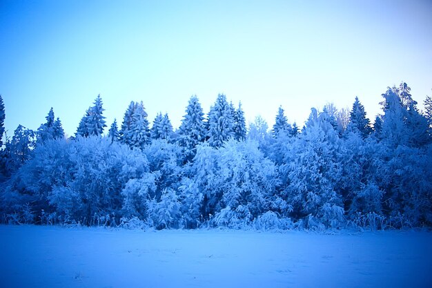 눈으로 덮인 겨울 숲 풍경, 12월 크리스마스 자연 흰색 배경