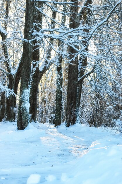 冬の森の風景日光雪