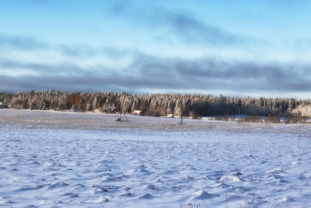 Winter forest landscape sunlight snow