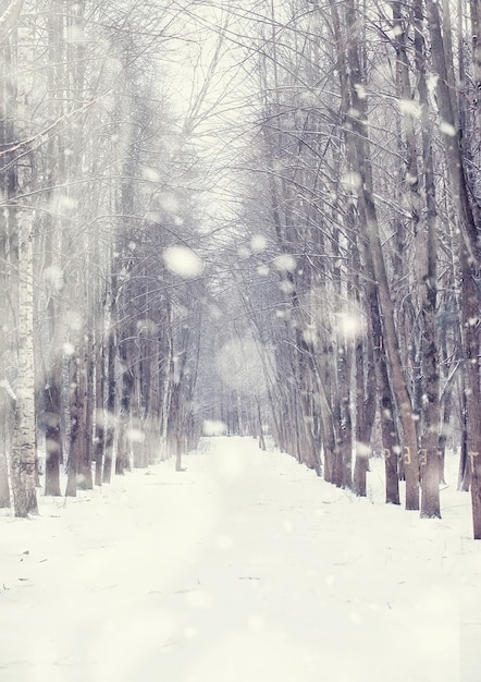 Winter forest landscape. Tall trees under snow cover. January frosty day in the park.