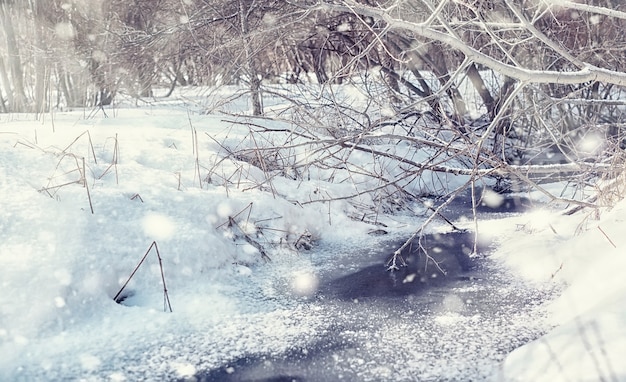 冬の森の風景。雪に覆われた背の高い木々。公園で1月の凍るような日。