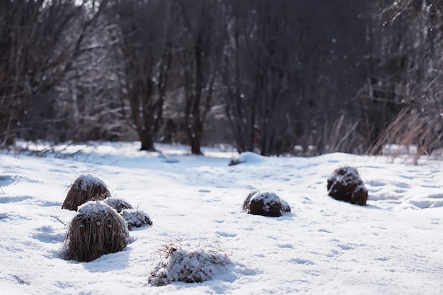 Winter forest landscape. Tall trees under snow cover. January frosty day in park.