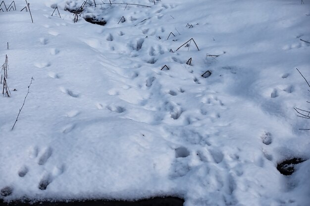 冬の森の風景。雪に覆われた背の高い木々。公園で1月の凍るような日。