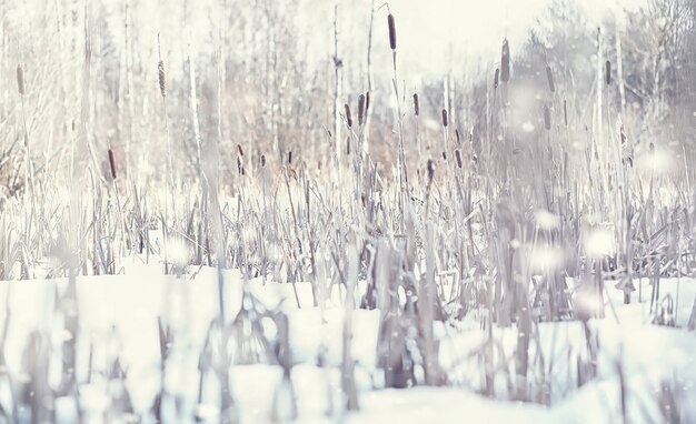 冬の森の風景。雪に覆われた背の高い木々。公園で1月の凍るような日。