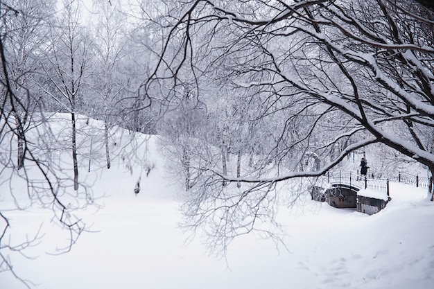 冬の森の風景。雪に覆われた背の高い木々。公園で1月の凍るような日。