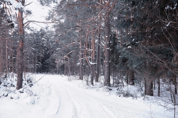 Winter forest landscape. Tall trees under snow cover. January frosty day in the park.