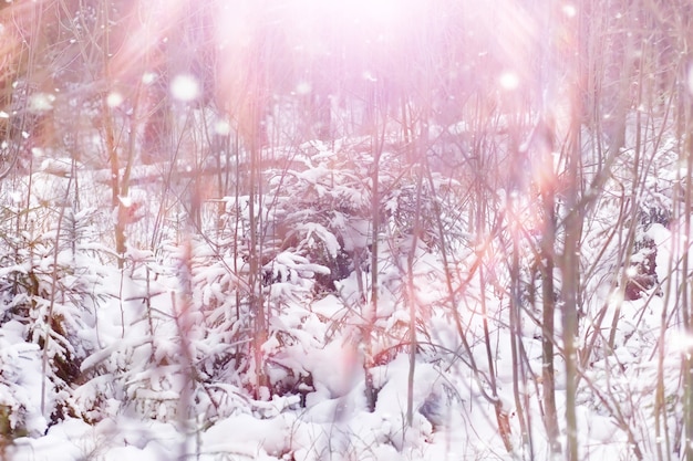 겨울 숲 풍경입니다. 눈 덮인 키 큰 나무. 공원에서 1 월 서리가 내린 날.