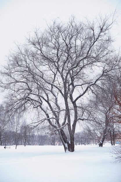 冬の森の風景。雪に覆われた背の高い木々。公園で1月の凍るような日。