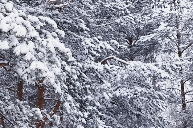 冬の森の風景。雪に覆われた背の高い木々。公園で1月の凍るような日。