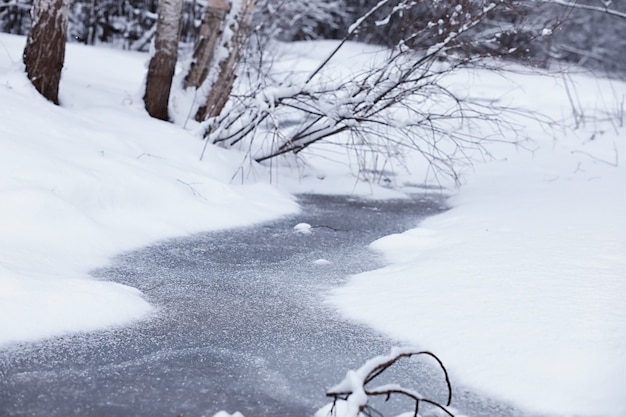 冬の森の風景。雪に覆われた背の高い木々。公園で1月の凍るような日。