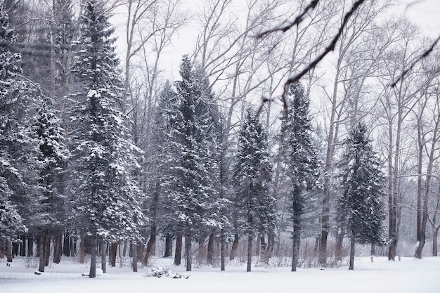Paesaggio della foresta invernale. alti alberi sotto il manto nevoso. giorno gelido di gennaio nel parco.