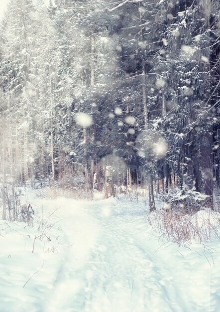 Winter forest landscape. Tall trees under snow cover. January frosty day in the park.