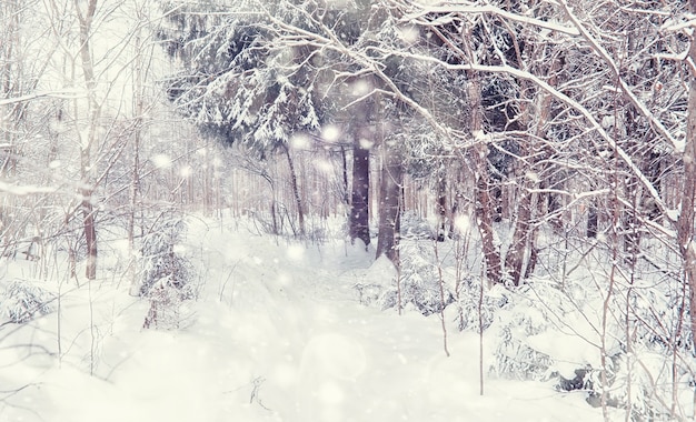 Winter forest landscape. Tall trees under snow cover. January frosty day in the park.