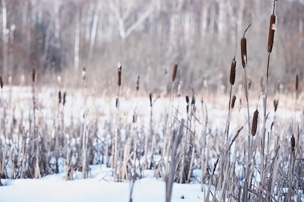 冬の森の風景。雪に覆われた背の高い木々。公園で1月の凍るような日。