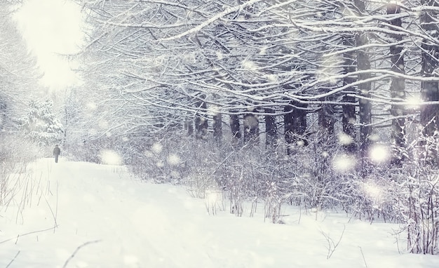 冬の森の風景。雪に覆われた背の高い木々。公園で1月の凍るような日。