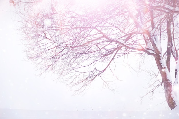 Winter forest landscape. Tall trees under snow cover. January frosty day in park.