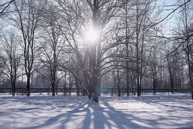 冬の森の風景。雪に覆われた背の高い木々。公園で1月の凍るような日。