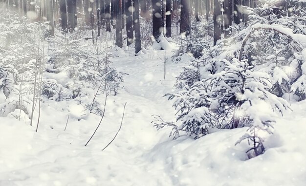 Winter forest landscape. Tall trees under snow cover. January frosty day in the park.