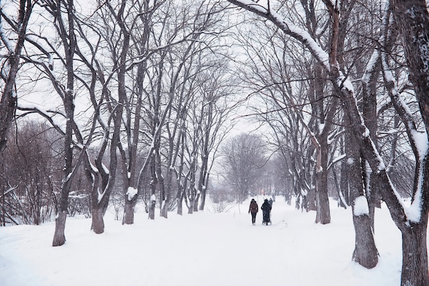 Зимний лесной пейзаж. Высокие деревья под снежным покровом. Январский морозный день в парке.