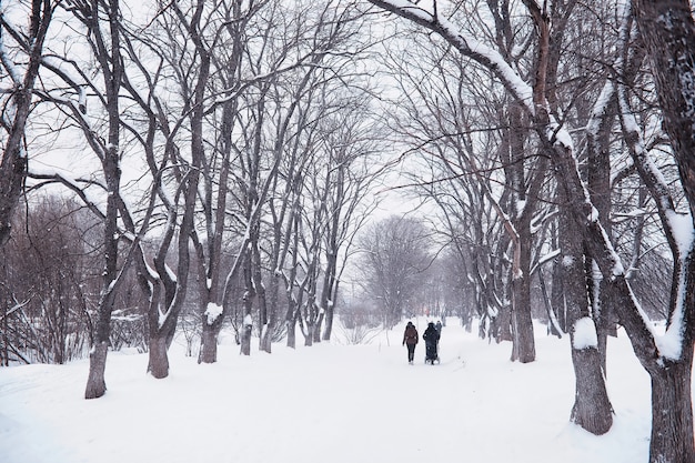 冬の森の風景。雪に覆われた背の高い木々。公園で1月の凍るような日。