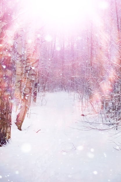 Winter forest landscape. Tall trees under snow cover. January frosty day in park.