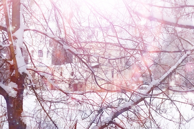 冬の森の風景。雪に覆われた背の高い木々。公園で1月の凍るような日。