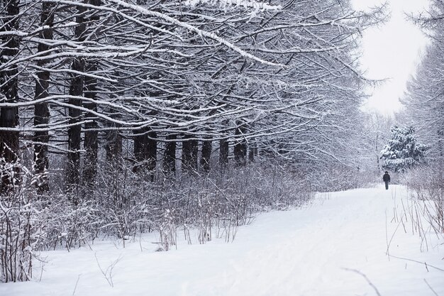 冬の森の風景。雪に覆われた背の高い木々。公園で1月の凍るような日。