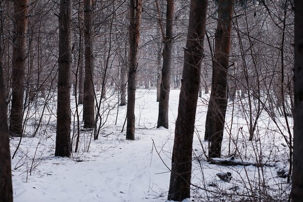 冬の森の風景。雪に覆われた背の高い木々。公園で1月の凍るような日。