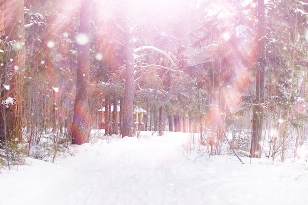 Winter forest landscape. Tall trees under snow cover. January frosty day in park.