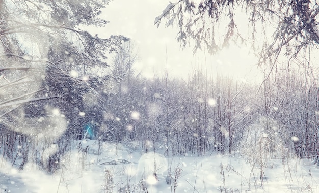 冬の森の風景。雪に覆われた背の高い木々。公園で1月の凍るような日。