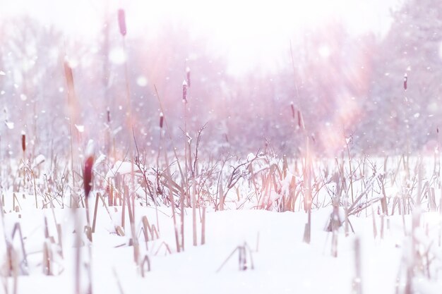 冬の森の風景。雪に覆われた背の高い木々。公園で1月の凍るような日。