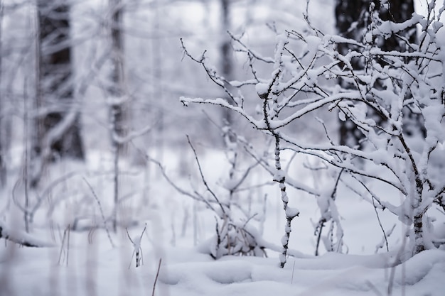 冬の森の風景。雪に覆われた背の高い木々。公園で1月の凍るような日。