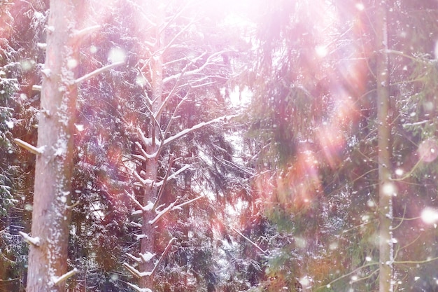 冬の森の風景。雪に覆われた背の高い木々。公園で1月の凍るような日。