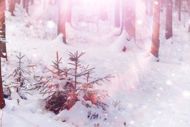 Winter forest landscape. Tall trees under snow cover. January frosty day in park.