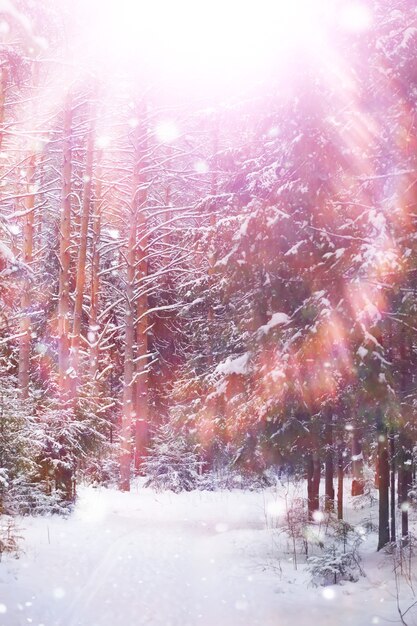 Winter forest landscape. Tall trees under snow cover. January frosty day in park.