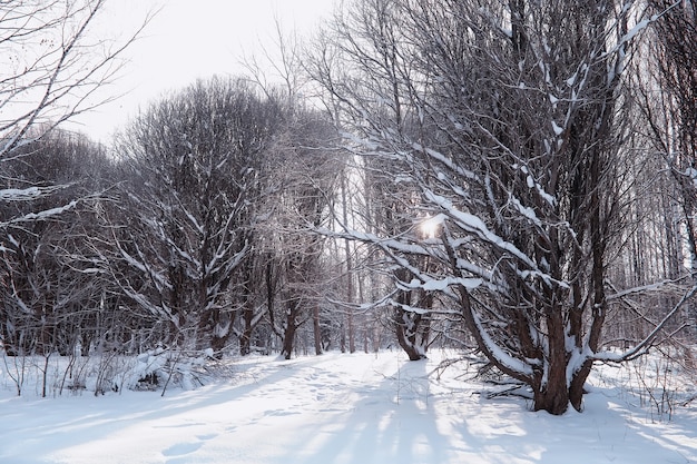 冬の森の風景。雪に覆われた背の高い木々。公園で1月の凍るような日。