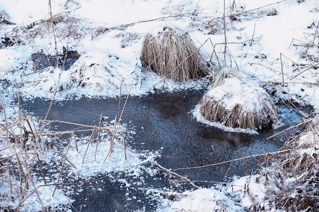 冬の森の風景。雪に覆われた背の高い木々。公園で1月の凍るような日。