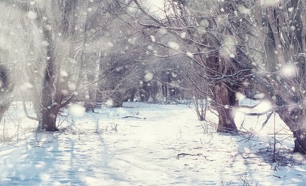 冬の森の風景。雪に覆われた背の高い木々。公園で1月の凍るような日。