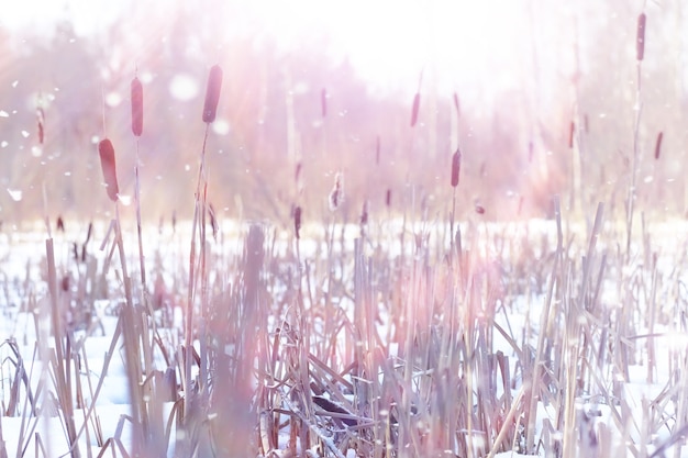 冬の森の風景。雪に覆われた背の高い木々。公園で1月の凍るような日。