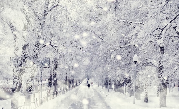 Winter forest landscape. Tall trees under snow cover. January frosty day in the park.