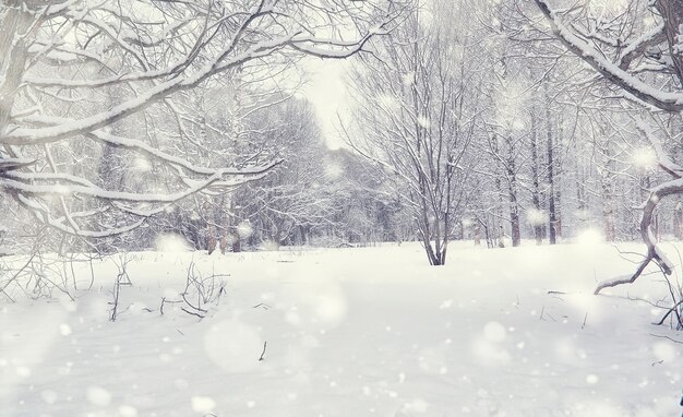 Winter forest landscape. Tall trees under snow cover. January frosty day in the park.