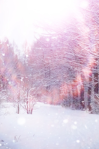 冬の森の風景。雪に覆われた背の高い木々。公園で1月の凍るような日。