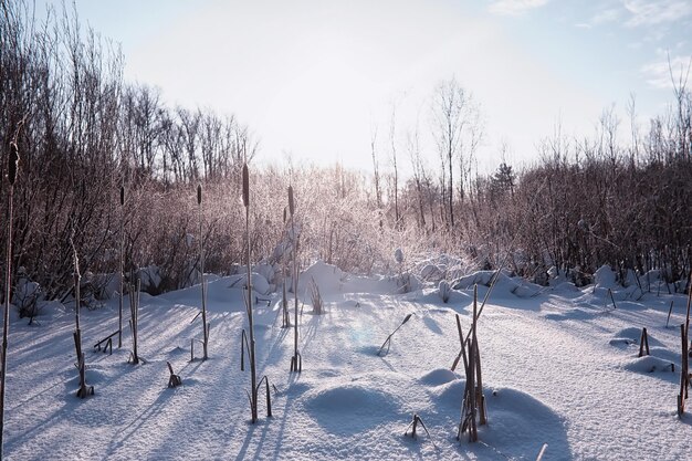 Winter forest landscape. Tall trees under snow cover. January frosty day in the park.