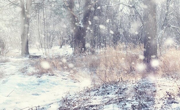 冬の森の風景。雪に覆われた背の高い木々。公園で1月の凍るような日。