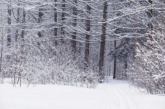 冬の森の風景。雪に覆われた背の高い木々。公園で1月の凍るような日。