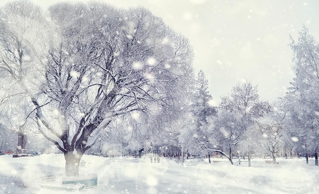 冬の森の風景。雪に覆われた背の高い木々。公園で1月の凍るような日。