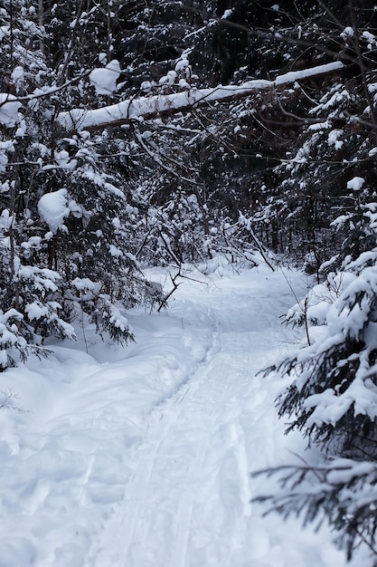 Winter forest landscape. Tall trees under snow cover. January frosty day in park.