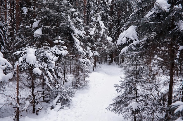 冬の森の風景。雪に覆われた背の高い木々。公園で1月の凍るような日。